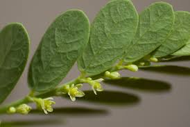 Image result for Phyllanthus beillei