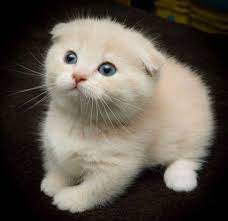 Happy Cat 27th April 2019 We Love Cats And Kittens Pretty Cats Cute Cats Cats