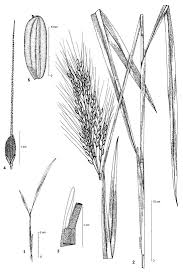 Image result for Oryza barthii