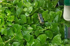 Image result for Basella