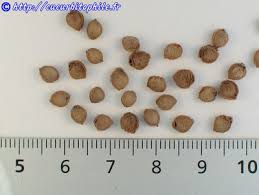 Image result for Kedrostis leloja