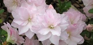 Examples include autumn cheer (rhododendron autumn cheer), hardy in u.s. Encore Azaleas Azalea Society Of America