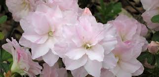 Growing autumn lilac encore azaleas. Encore Azaleas Azalea Society Of America