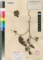 Image result for Holarrhena floribunda