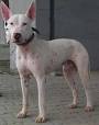 Gull Terrier - Wikipedia