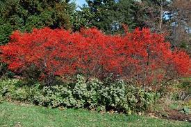 A Leafless Holly For Winter Shrubs Native Plants Winterberry