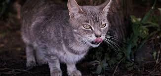 A neighbor leaves bowls of food around the neighborhood for feral cats, even placing some on the grounds of the russian diplomatic mission at the end of our block. Feral Cats Kill Billions Of Small Critters Each Year Science Smithsonian Magazine