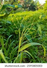 Image result for Panicum maximum