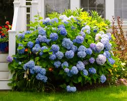 Image result for Hydrangea