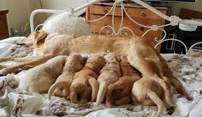 Browse thru our id verified puppy for sale listings to find your perfect puppy in your area. Pedigree Golden Retriever Puppies Ladysmith Dogs Puppies Public Ads 105048