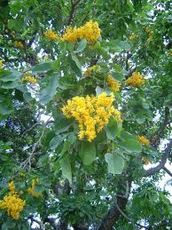 Image result for Pterocarpus rotundifolius