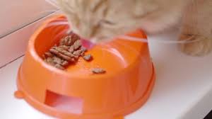 Healthy cat food recipes that you homemade cat food is made of natural food items and is great for the digestive system of cats. Homemade Cat Food Recipes For Senior Cats Healthy Petables