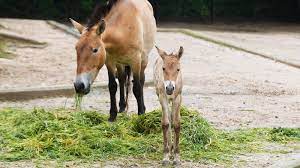 Koupí každého kelímku poctivého krému krajanka zoo podpoříš 0,10 kč projekt pražské zoo na ochranu přirozeného domova goril, gaviálů a koně převalského. Hribata Kone Prevalskeho Dostala Jmena Od S