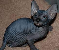 Fully house trained very friendly with dogs and kids. Black Sphynx Sphynx Kittens Hairless Kittens Nocoatkitty Sphynx