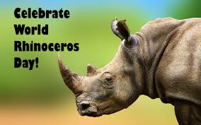 Rhinoceros can run maximum speed about 56 kmph, considering huge body weight of rhinoceros this is very good speed. In Celebration Of Rhinos