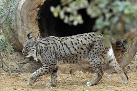Venta al detal y al por mayor. Ofelia Y Olavide Las Dos Hembras De Lince Iberico Que Han Protagonizado La Primera Suelta De Este 2018 Agroinformacion
