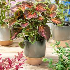 Image result for Coleus shirensis