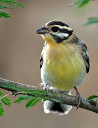 Golden Breasted Bunting Emberiza Flaviventris Juvenile C Wikic Lee S Birdwatching Adventures Plus World Birds Wild Birds Beautiful Birds