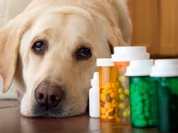 See full list on petmd.com Side Effects Of Antibiotics In Dogs