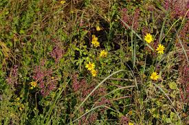 Image result for Anisopappus