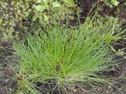 Image result for Isolepis costata