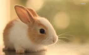 See also our other wallpapers. Free Download Cute Bunny Wallpapers 1280x800 For Your Desktop Mobile Tablet Explore 65 Bunny Wallpaper Bugs Bunny Wallpaper Easter Bunny Wallpaper Easter Wallpaper For Desktop