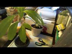 Faire Germer Et Pousser Un Manguier Youtube Manguier Noyau Mangue Bonzai