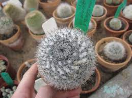 Use care when taking a cutting. Mammillaria Plant Care Tips The Ultimate Guide