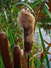 Image result for Typha