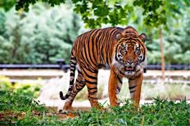 Grab weapons to do others in and supplies to bolster your chances of survival. Tiger Adaptations Lesson For Kids Study Com