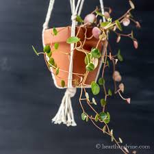 Peperomia ruby cascade leaf propagation. Growing Ruby Cascade A Pretty Vining Houseplant Hearth And Vine