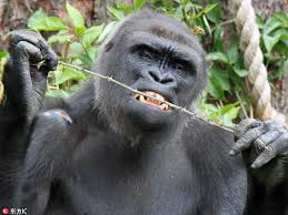 Image result for gorilla teeth