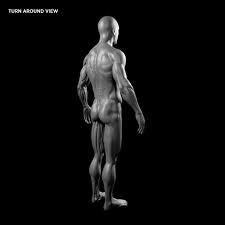 The male reproductive system is mostly located outside of the body. Human Male Anatomy Model By Amardeep 3docean