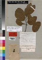 Image result for Pouteria altissima