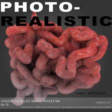3d Model Photorealistic Human Small Intestine C4d Obj 3ds Fbx Human Intestines 3d Anatomy