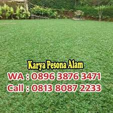 Rumput gajah mini masih termasuk tanaman jenis rerumputan dengan nama latin (pennisetum purpureum schamach) tanaman rumput gajah salah satunya rumput gajah mini variegata yang tekstur warna daunya putih. Jual Diskongede Rumput Gajah Mini Jual Rumput Gajah Mini Di Lapak Faghda Home Stuff Bukalapak