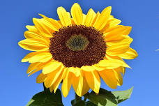 Sunflower Audubon Meeting