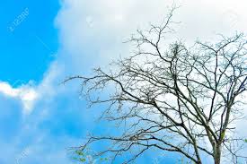 .clouds blue sky background 4k hd nature desktop & mobile backgrounds, photos in hd, 4k high quality resolutions from category nature clouds blue sky background 4k hd nature wallpaper from the above hd widescreen 4k 5k 8k ultra hd resolutions for desktops laptops, notebook. Isolated Dead Tree With No Leaves On Blue Sky And White Clouds With Clipping Path Hd Image And Large Resolution Can Be Used As Wallpaper Stock Photo Picture And Royalty Free Image