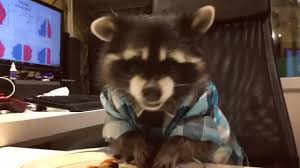 Maybe you would like to learn more about one of these? Buy Racoons In Shirts Cheap Online