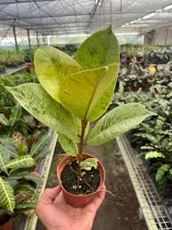 Image result for Ficus conraui