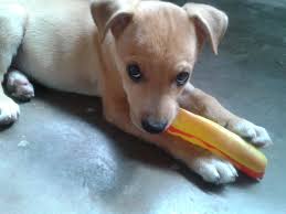 Скачать бесплатно mp3 cachorro caramelo comprou a melhor armadura do jogo cachorro caramelo. Pin Em Amo Vira Lata