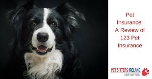Our pet insurance policy covers injuries and illnesses for life once the policy is renewed each year and as long as the injuries /illness did not show we cover up to 30 days per policy year in northern ireland, uk, channel islands or isle of man, as long as the purpose of the travel is not to seek. A Review Of 123 Pet Insurance