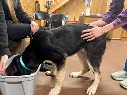 Peace & Unity Pet Services