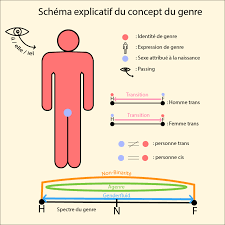 Dysphorie de genre: prise en charge et accompagnement par le pharmacien  dofficine