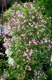 If overgrown, these plants require light pruning before the end of july.they flower on old wood. Clematis Flammula Rubra Marginata Friedrich M Westphal Clematiskulturen