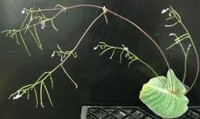 Image result for Streptocarpus solenanthus × eylesii