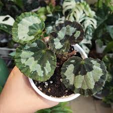 Image result for Begonia meyeri-johannis