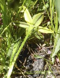 Image result for Hypoxis nyasica