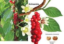 We did not find results for: Schisandra Article About Schisandra By The Free Dictionary