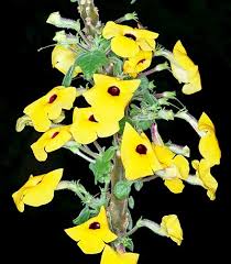 Image result for Monodora grandidieri